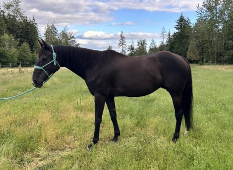 HorseID: 2276514 Amp - Experienced Trail Horse - PhotoID: 1049836