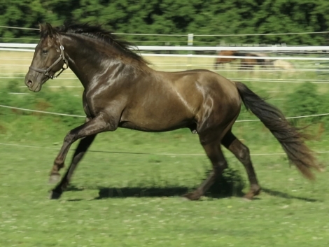 HorseID: 2276543 Calypso YR - PhotoID: 1050064