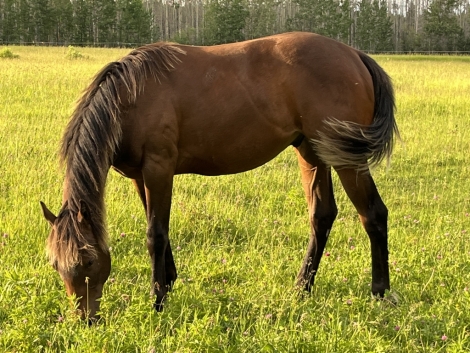 HorseID: 2276555 Kings Silver Promise - PhotoID: 1049867