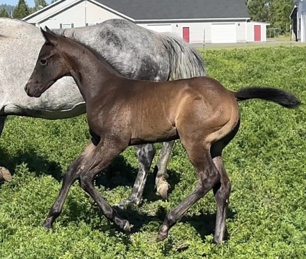 HorseID: 2276564 2024 Grey AQHA Colt; stellar show prospect - PhotoID: 1049884