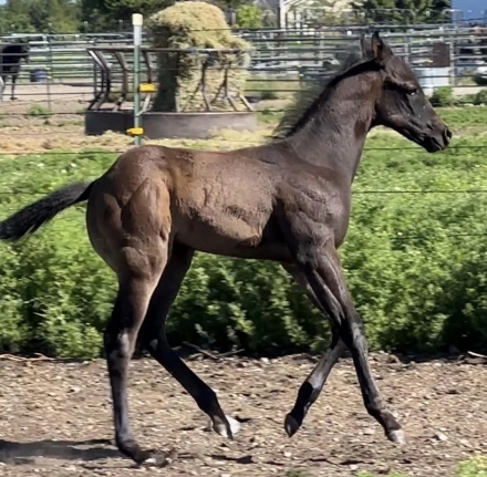 HorseID: 2276564 2024 Grey AQHA Colt; stellar show prospect - PhotoID: 1049885