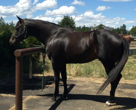 HorseID: 2276564 2024 Grey AQHA Colt; stellar show prospect - PhotoID: 1049886