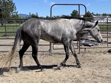 HorseID: 2276564 2024 Grey AQHA Colt; stellar show prospect - PhotoID: 1049887