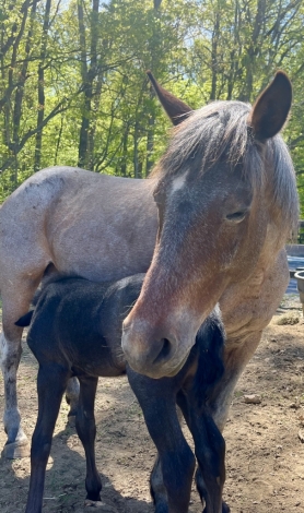 HorseID: 2276567 Lady Red Hawk - PhotoID: 1049897