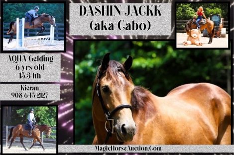 HorseID: 2276577 Dashin Jackk - PhotoID: 1049916