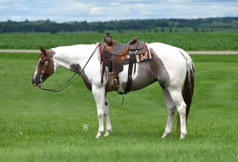 HorseID: 2276578 Rockin Trouble Lady - PhotoID: 1050150