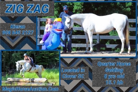 HorseID: 2276579 Zig Zag - PhotoID: 1049917