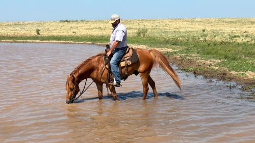 HorseID: 2276580 Batman's Jackrabbit - PhotoID: 1049920