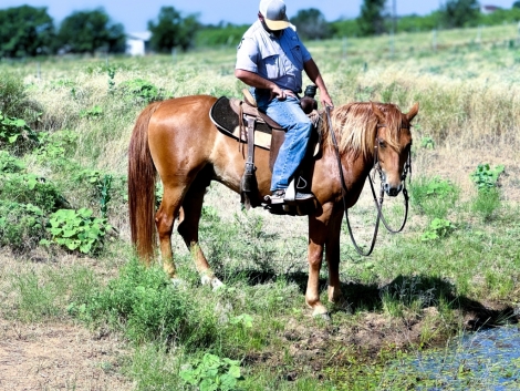 HorseID: 2276580 Batman's Jackrabbit - PhotoID: 1049921