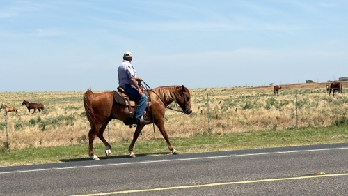 Batmans Jackrabbit, Sorrel Missouri Fox Trotter Horse Gelding, Batmans ...