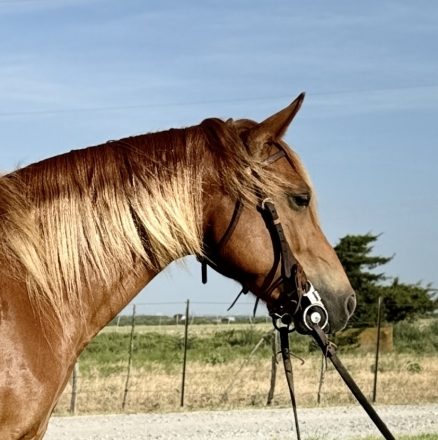 HorseID: 2276580 Batman's Jackrabbit - PhotoID: 1049923