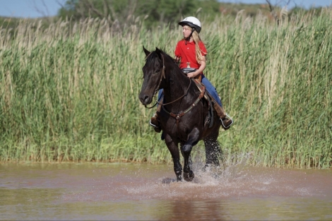 HorseID: 2276581 Boonefide Cowboy - PhotoID: 1050126