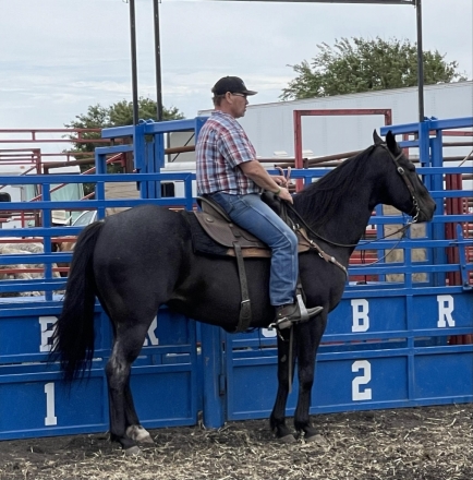 HorseID: 2276581 Boonefide Cowboy - PhotoID: 1050127