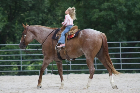 HorseID: 2276589 Gus SPH - PhotoID: 1050147