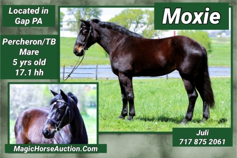 HorseID: 2276590 Moxie - PhotoID: 1049928