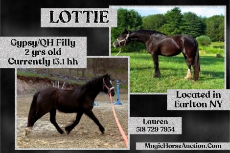 HorseID: 2276592 Lottie - PhotoID: 1049929