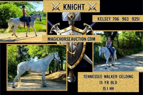 HorseID: 2276624 Knight* - PhotoID: 1049951