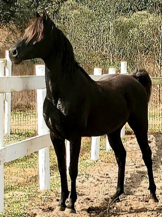 HorseID: 2276637 DLR MAHRAGE - PhotoID: 1049973