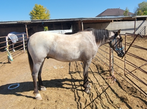 HorseID: 2276661 Greyson - PhotoID: 1049983