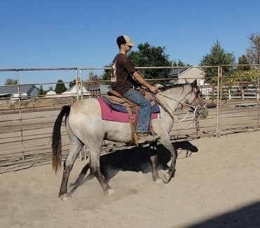 HorseID: 2276661 Greyson - PhotoID: 1049985