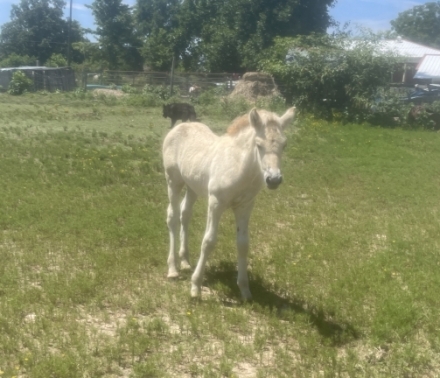 HorseID: 2276666 Dreamcatcher’s Juni - PhotoID: 1049991