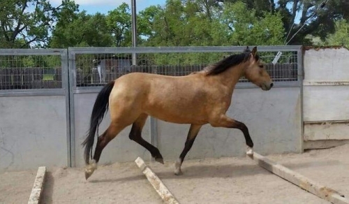 HorseID: 2276676 Casey’s Shadow - PhotoID: 1050008