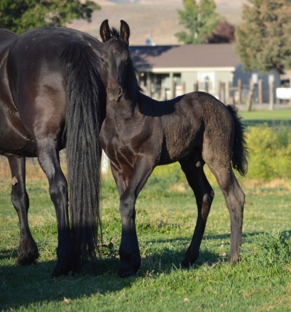 HorseID: 2276683 Full Friesian Colt - PhotoID: 1050014