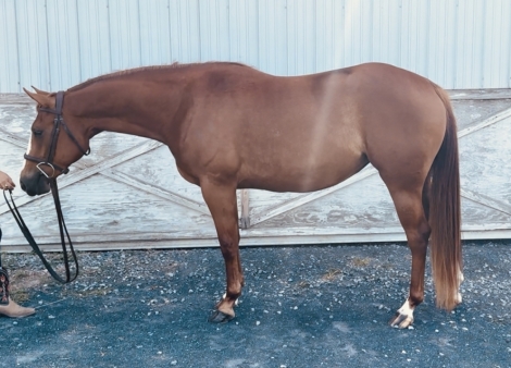 HorseID: 2276686 DCR ATHENA PEPTO - PhotoID: 1050018