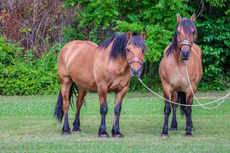 HorseID: 2276691 Thelma & Louise - PhotoID: 1050153