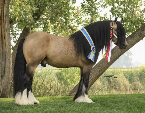 HorseID: 2276698 Vivian’s Grace - PhotoID: 1050033