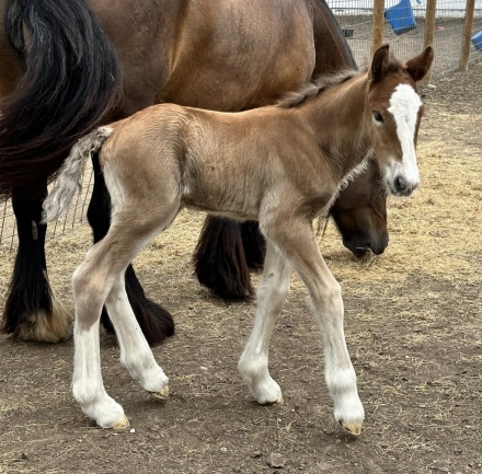 HorseID: 2276710 Denim N Diamonds Jazz - PhotoID: 1050043