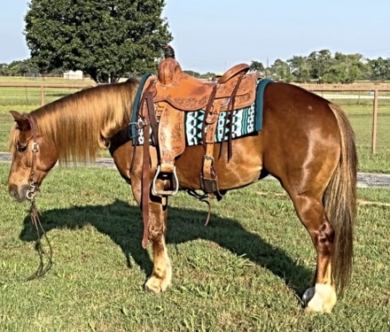 HorseID: 2276725 ⭐️Shay ⭐️Quarter horse mare ⭐️14 hands - PhotoID: 1050061