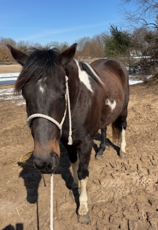 HorseID: 2276727 Dancin Lineage - PhotoID: 1050069