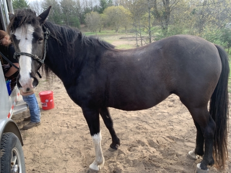 HorseID: 2276728 Lakota - PhotoID: 1050071