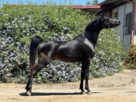 HorseID: 2276734 svs Badyr - PhotoID: 1050092