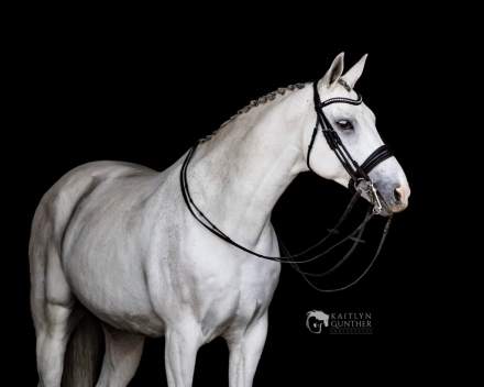 HorseID: 2276750 Sportsfield Silver Linings - PhotoID: 1050164