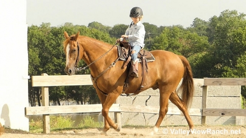 HorseID: 2276751 Dear Gus - PhotoID: 1050165