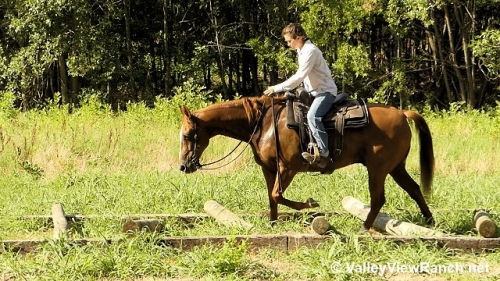 HorseID: 2276751 Dear Gus - PhotoID: 1050170