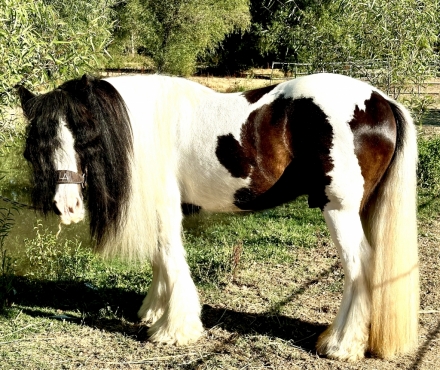 HorseID: 2276760 Hollywood Star - PhotoID: 1050182