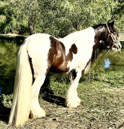 HorseID: 2276760 Hollywood Star - PhotoID: 1050183