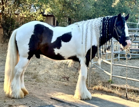 HorseID: 2276760 Hollywood Star - PhotoID: 1050184