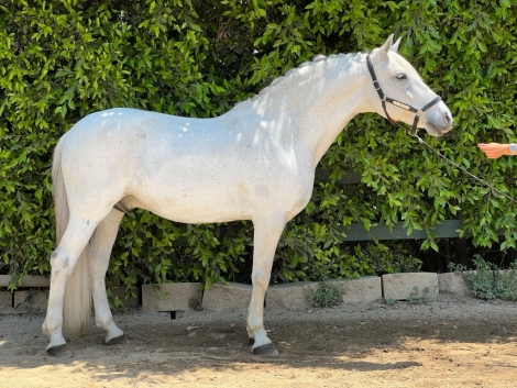 HorseID: 2276782 Chance - PhotoID: 1050216