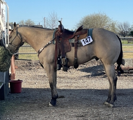 HorseID: 2276788 Buckaroo Louie - PhotoID: 1051972