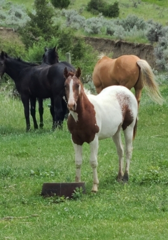 HorseID: 2276810 Grade - PhotoID: 1050249