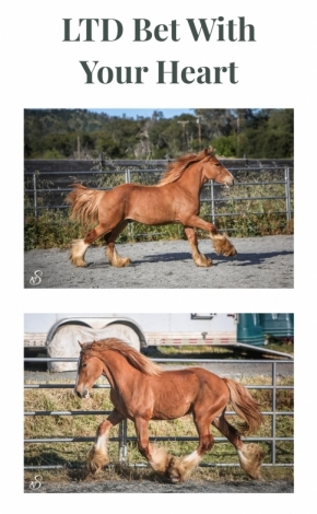 HorseID: 2276846 Bet With Your Heart LTD - PhotoID: 1050300