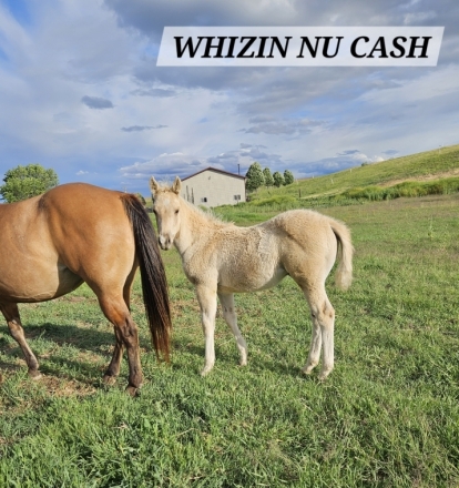 HorseID: 2276853 Whizin Nu Cash - PhotoID: 1050308