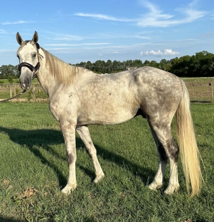 HorseID: 2276858 Grey Zangersheide Warmblood - PhotoID: 1050319