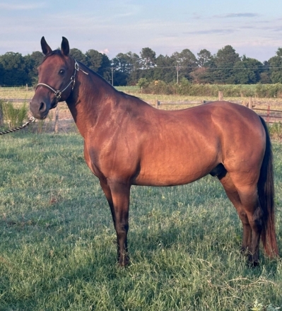 HorseID: 2276860 Bay Paso Fino Grade Gelding Whiskey - PhotoID: 1050320