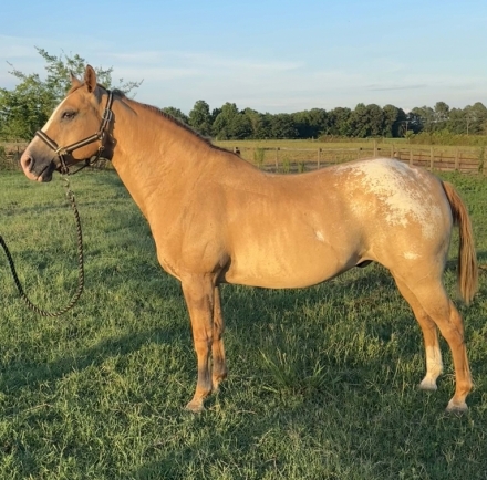 HorseID: 2276862 Dun Appaloosa Grade Gelding - PhotoID: 1050322