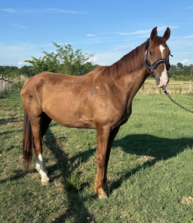 HorseID: 2276863 Chestnut Warmblood Gelding - PhotoID: 1050321